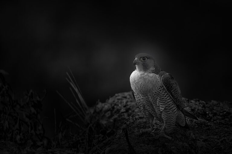 Guía práctica de la fotografía de aves.